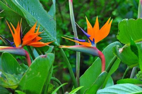 天堂鳥 花語|天堂鳥花怎麼養？天堂鳥花種類、花語、繁殖&風水 –